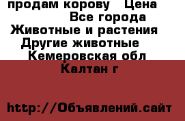 продам корову › Цена ­ 70 000 - Все города Животные и растения » Другие животные   . Кемеровская обл.,Калтан г.